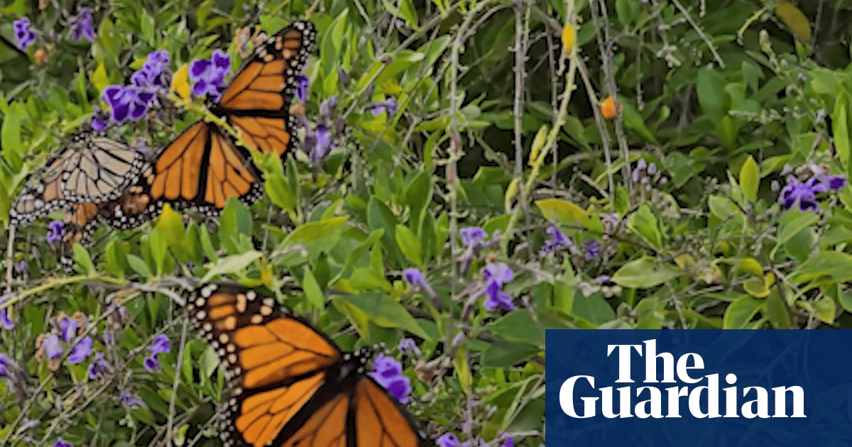 ‘It felt magical’: monarch butterfly swarm delights visitors and locals in Western Australia town | Butterflies