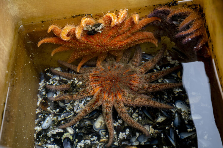 three sunflower sea stars in a tank. There are mussel shells beneath them. 