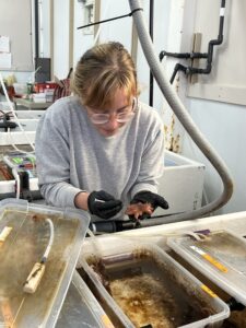 a person in a lab holding a sea star in one hand and a syringe in the other