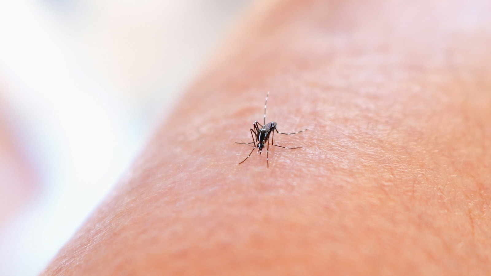 Dengue alert in monsoon: Doctor shares 6 prevention tips to follow to stay safe | Health