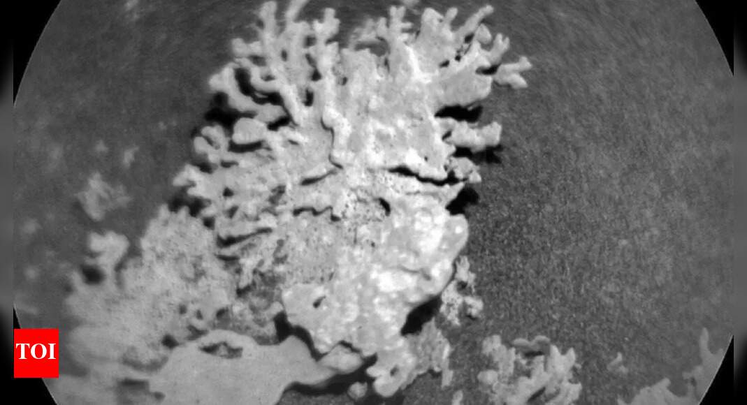 NASA’s Curiosity rover spots coral-like rock on Mars — here’s what it really means