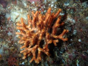 Ocean architects at risk from impact of combined acidification and ocean warming