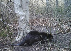 Discovery of ‘weird looking’ otter poo reveals how these animals shape nearby ecologies