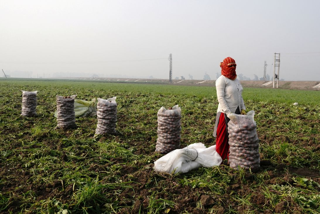 A farmer stands next to sacks filled with harvested potatoes in the northern state of Haryana, India, on February 1, 2025.