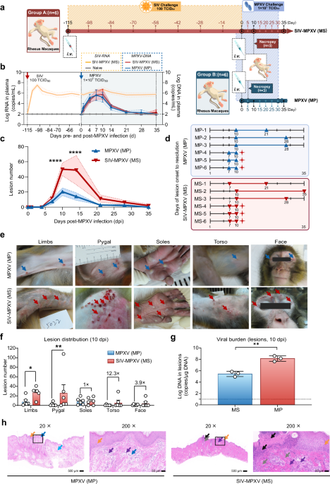 The pathogenicity and multi-organ proteomic profiles of Mpox virus infection in SIVmac239-infected rhesus macaques