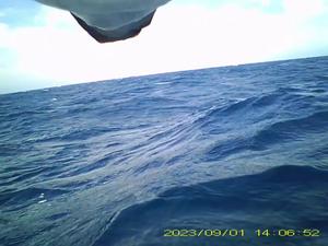 Seabirds only poop while flying