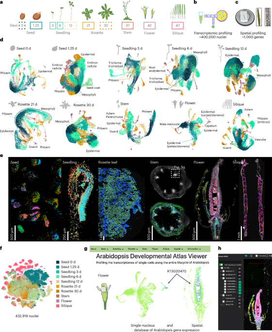 A single-cell, spatial transcriptomic atlas of the Arabidopsis life cycle