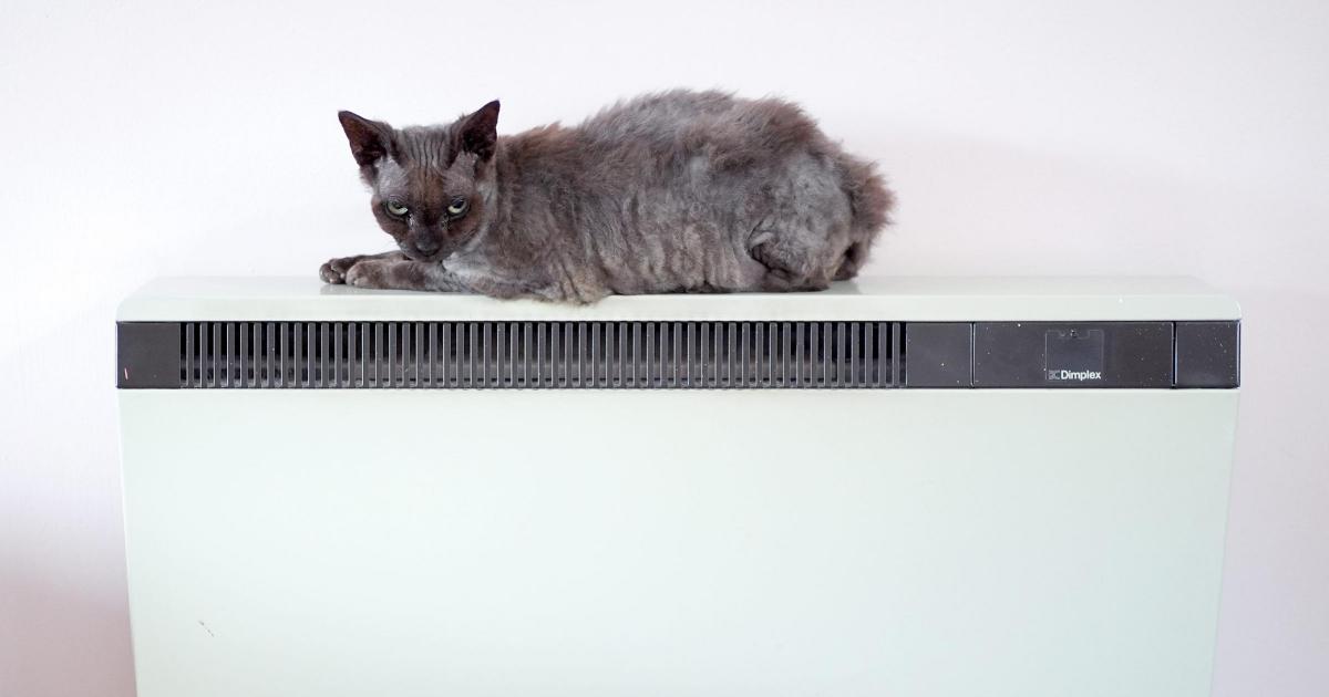 Cats develop dementia similarly to humans – study