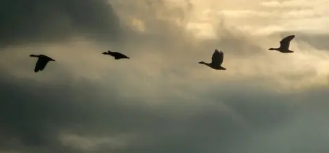 Leila Wilson Four geese flying in a row against a moody grey cloudy sky
