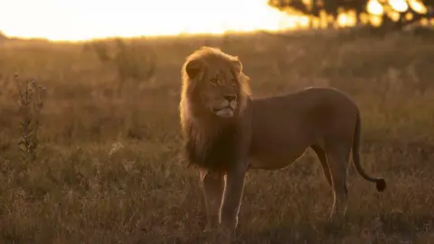 Searching for Spots A picture of Blondie the lion in the savannah as the sun goes down behind it.