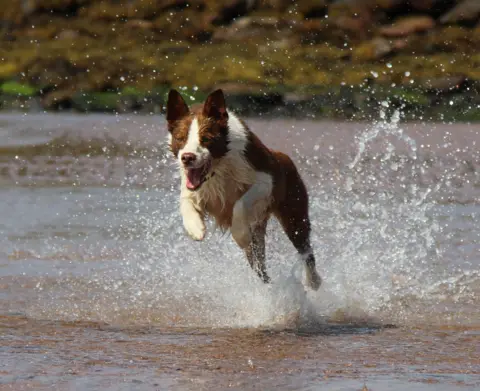Jo Dentith Brown and white dog leaping through shallow waters with a big splash behind her