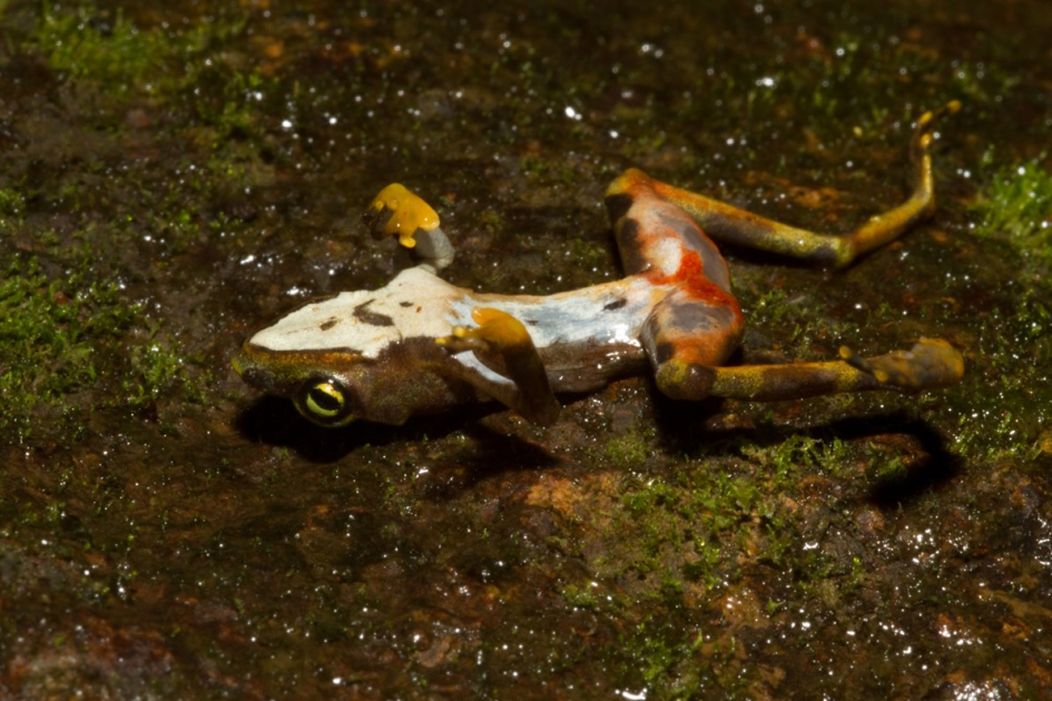 Scientists Use Climate Data To Map, Predict Amphibian Chytrid Disease
