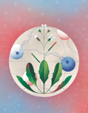 Illustration capturing the study’s findings, with Arabidopsis thaliana sprouting amongst cells and strands of DNA—all inside a globe.