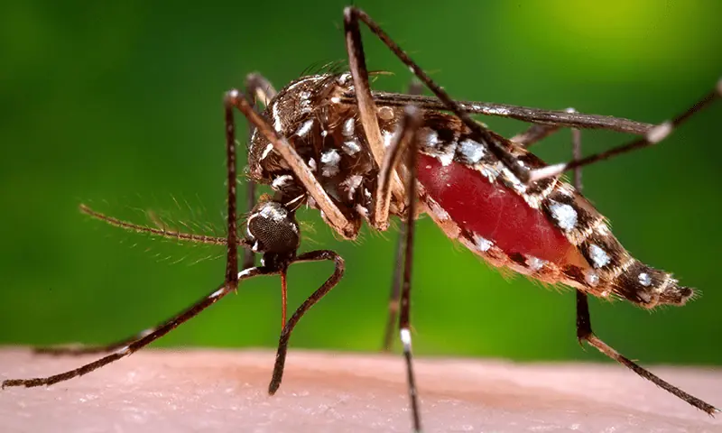 Dengue cases surge in KP as 82 new infections confirmed in 24 hours – Pakistan