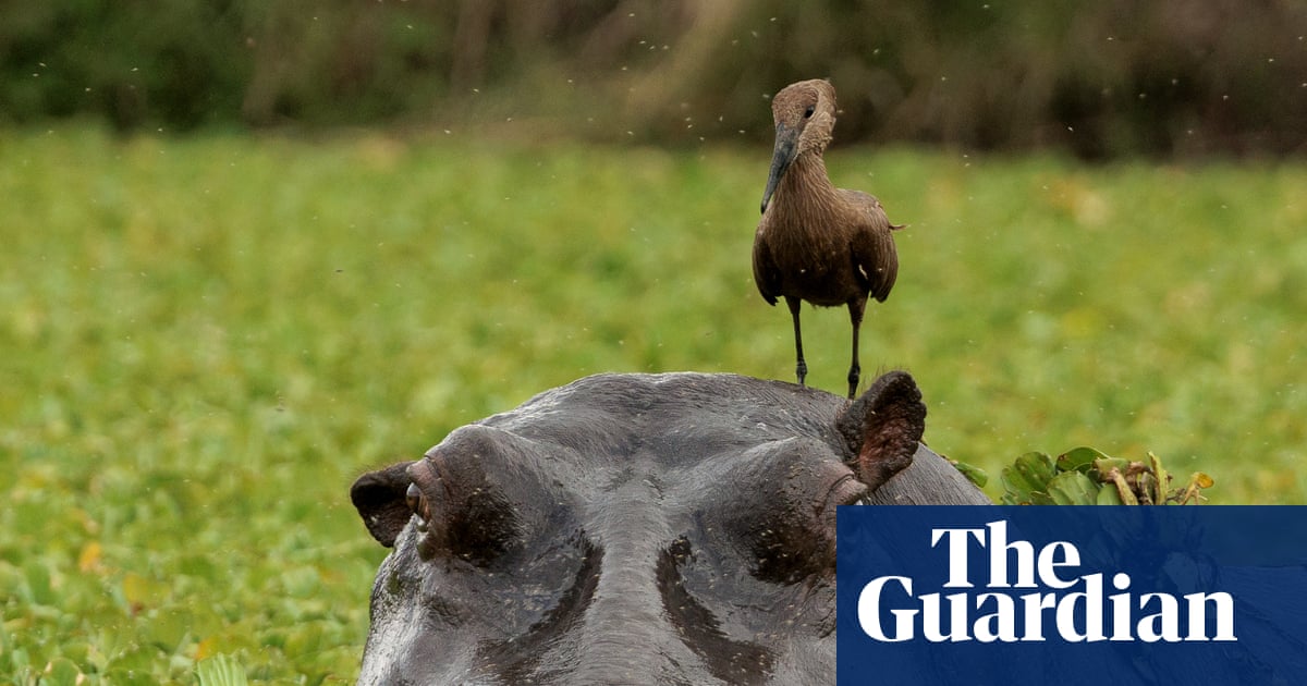 Week in wildlife: a hippo with a hitchhiker, a wallaby jailbreak and a fly on the wall | Environment