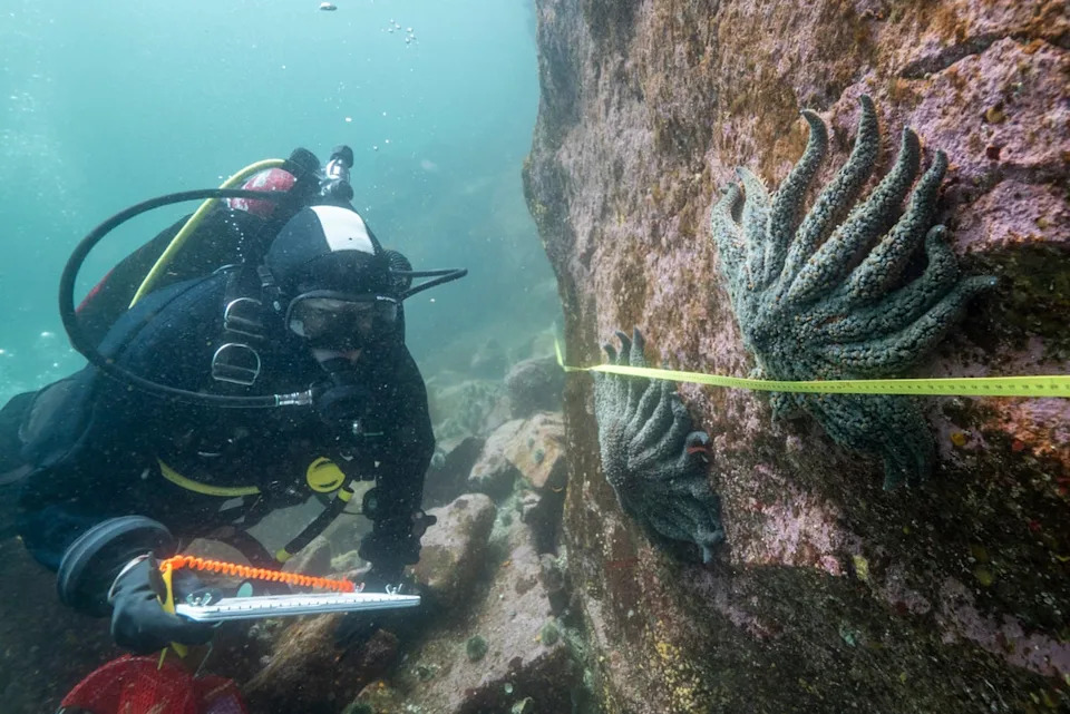 Researcher Alyssa Gehman counts and measures sunflower sea stars in the Burke Channel (Hakai Institute)