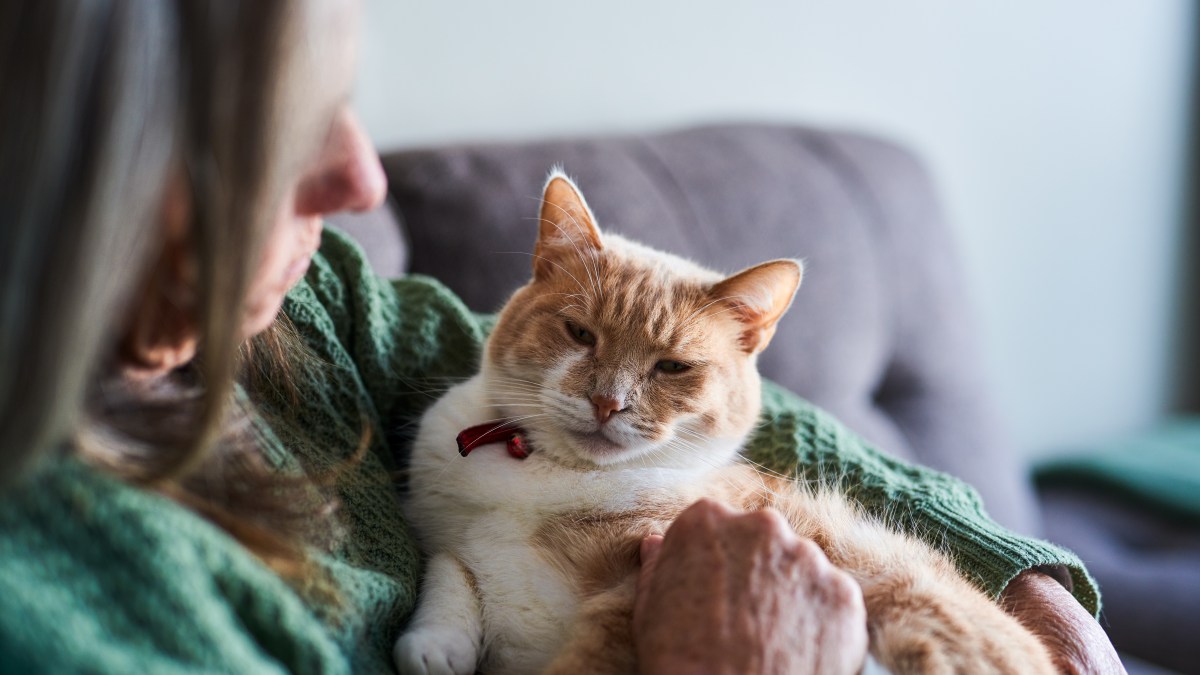Could cats hold clue to treating dementia in humans? – The Times