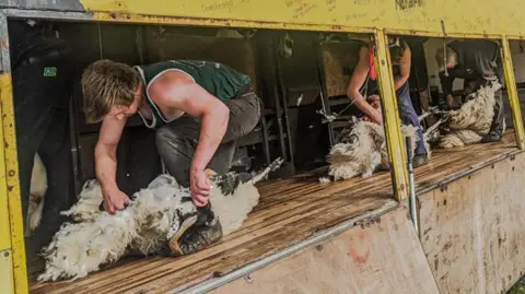 Lucymoosh Aaron is at the front of a lorry truck shearing a sheep with horns. There are two other people shearing sheep behind him. The truck is yellow on the outside with a light wooden flooring inside. 

Aaron is wearing a green vest top with black trousers. 
