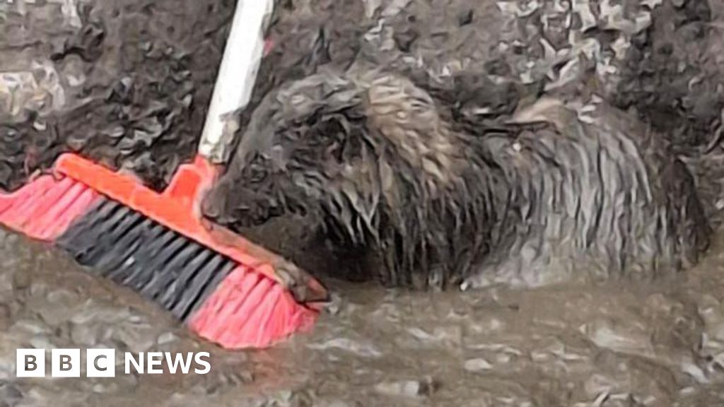 Volunteers rescue badger after Braintree slurry pit fall