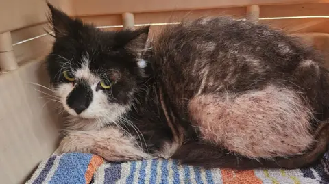 Woodgreen A black and white long-haired cat is looking at the camera and he does not look happy. There are large bald patches on its side and leg. He is sitting on a striped towel in an enclosure