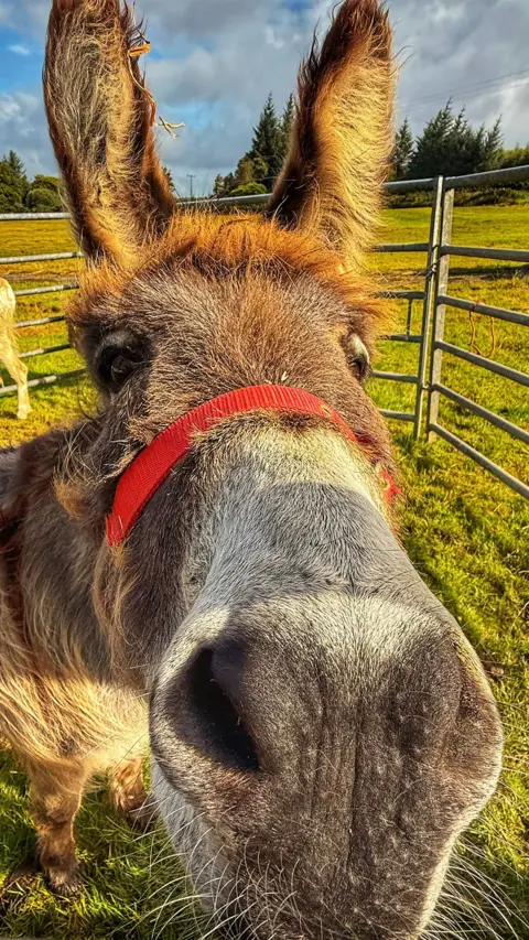 Aileen Gillies Extreme close up of a donkey's face in a penned off area of a field 