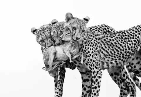 Marina Cano A black and white image of three young cheetahs holding a Günther’s dik-dik in their mouths.