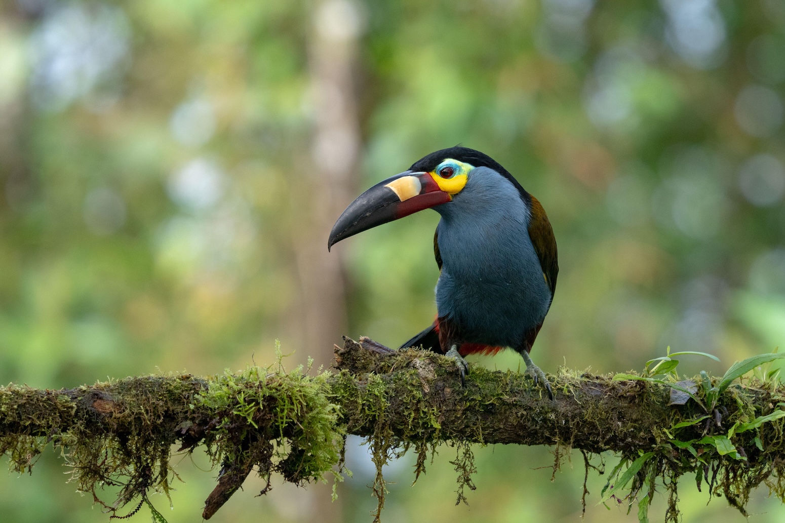 Revealed: ‘Cali Fund’ for nature still empty as emails show industry hesitation