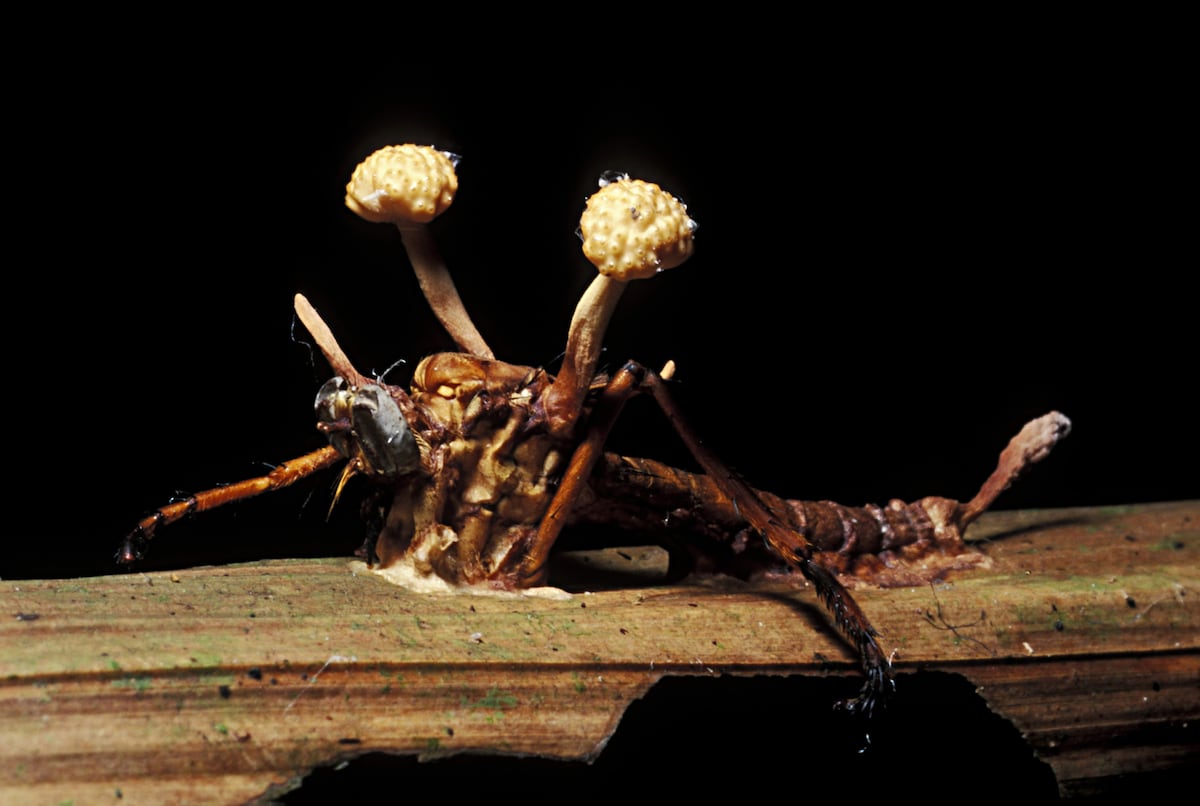 Zombie bugs: The parasites that hijack insect minds | Science