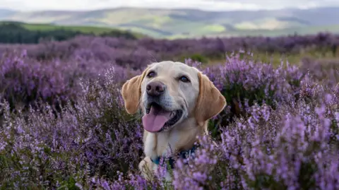Callum Stone Dog - a golden Labrador - with its tongue out, lying in a field of purple heather.