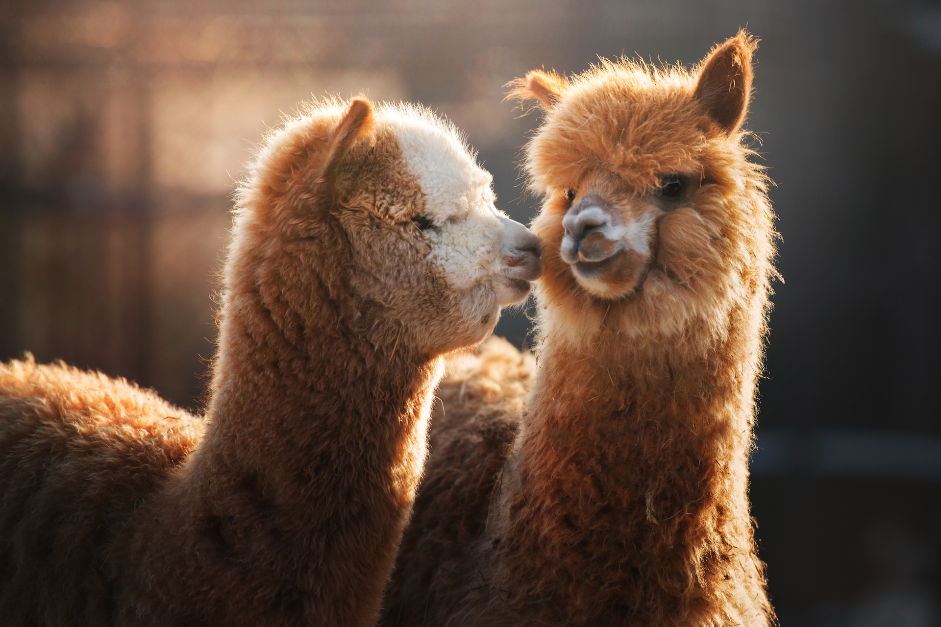 two alpacas nuzzle noses