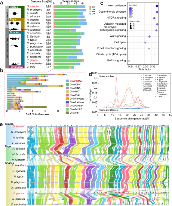 Adaptive loss of shortwave-sensitive opsins during cartilaginous fish evolution