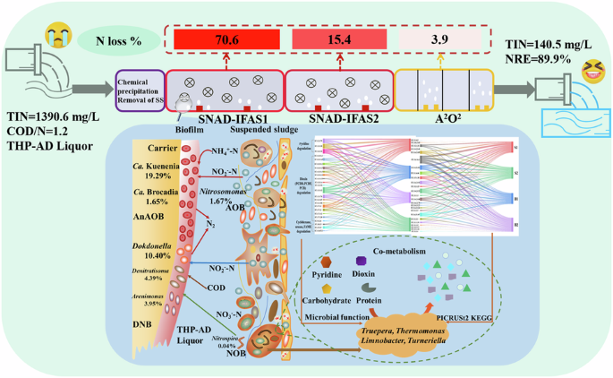 Enhanced nitrogen removal via SNAD-IFAS process treating THP-AD liquor: microbial community and co-metabolism mechanism
