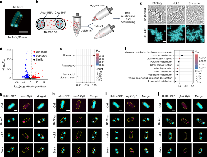 Aggresomes protect mRNA under stress in Escherichia coli