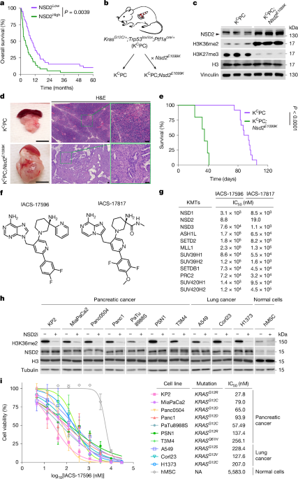 NSD2 inhibitors rewire chromatin to treat lung and pancreatic cancers