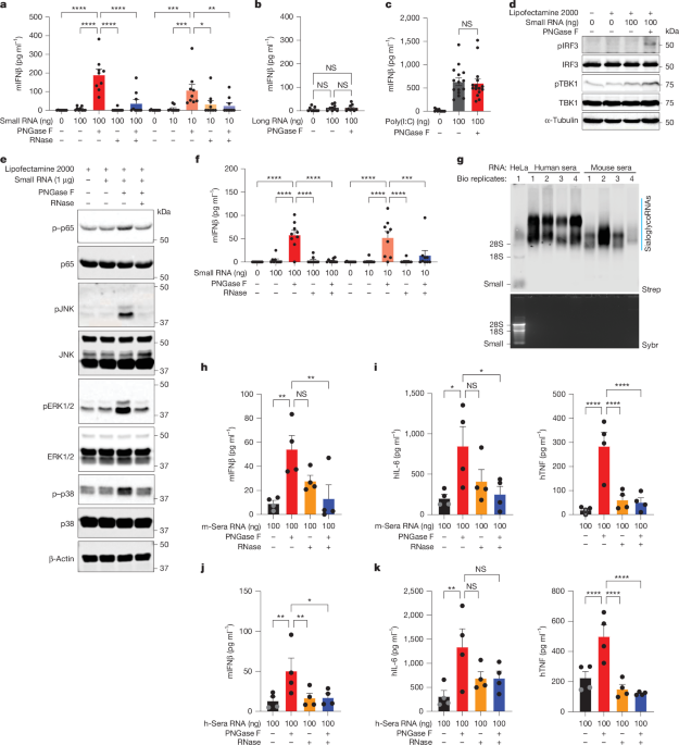 RNA N-glycosylation enables immune evasion and homeostatic efferocytosis