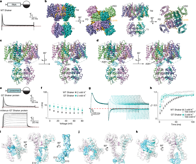 Structural basis of fast N-type inactivation in Kv channels