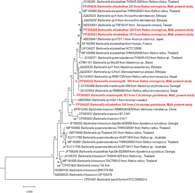 Zoonotic microorganisms in native and exotic invasive urban small mammals of bamako, Mali