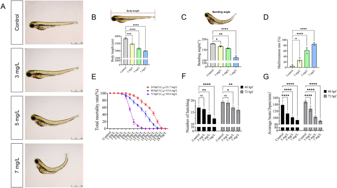 Butylated hydroxytoluene (BHT) induces zebrafish spinal cord defects and scoliosis by inhibiting the hedgehog pathway