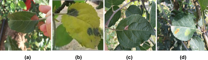 Apple leaf disease severity grading based on deep learning and the DRL-Watershed algorithm