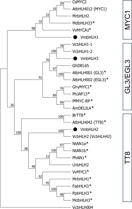 Three bilberry bHLHs of subgroup IIIf play divergent roles in fruit anthocyanin and flavonoid biosynthesis