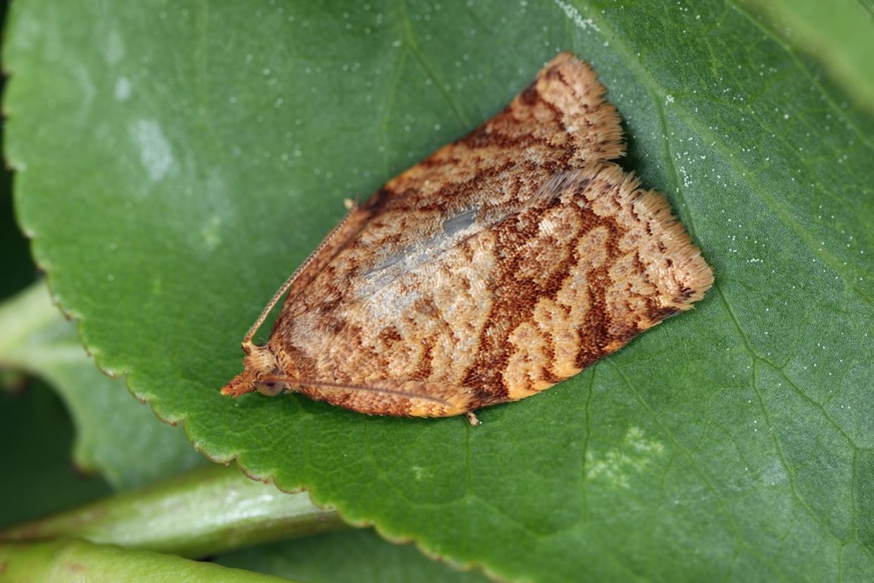 First-of-Its-Kind Israeli Study Reveals Insects ‘Listen in’ on Plants