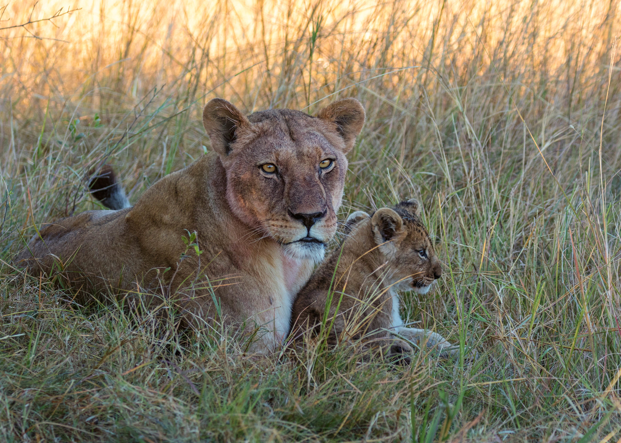 A lioness with cub in Botswana. 