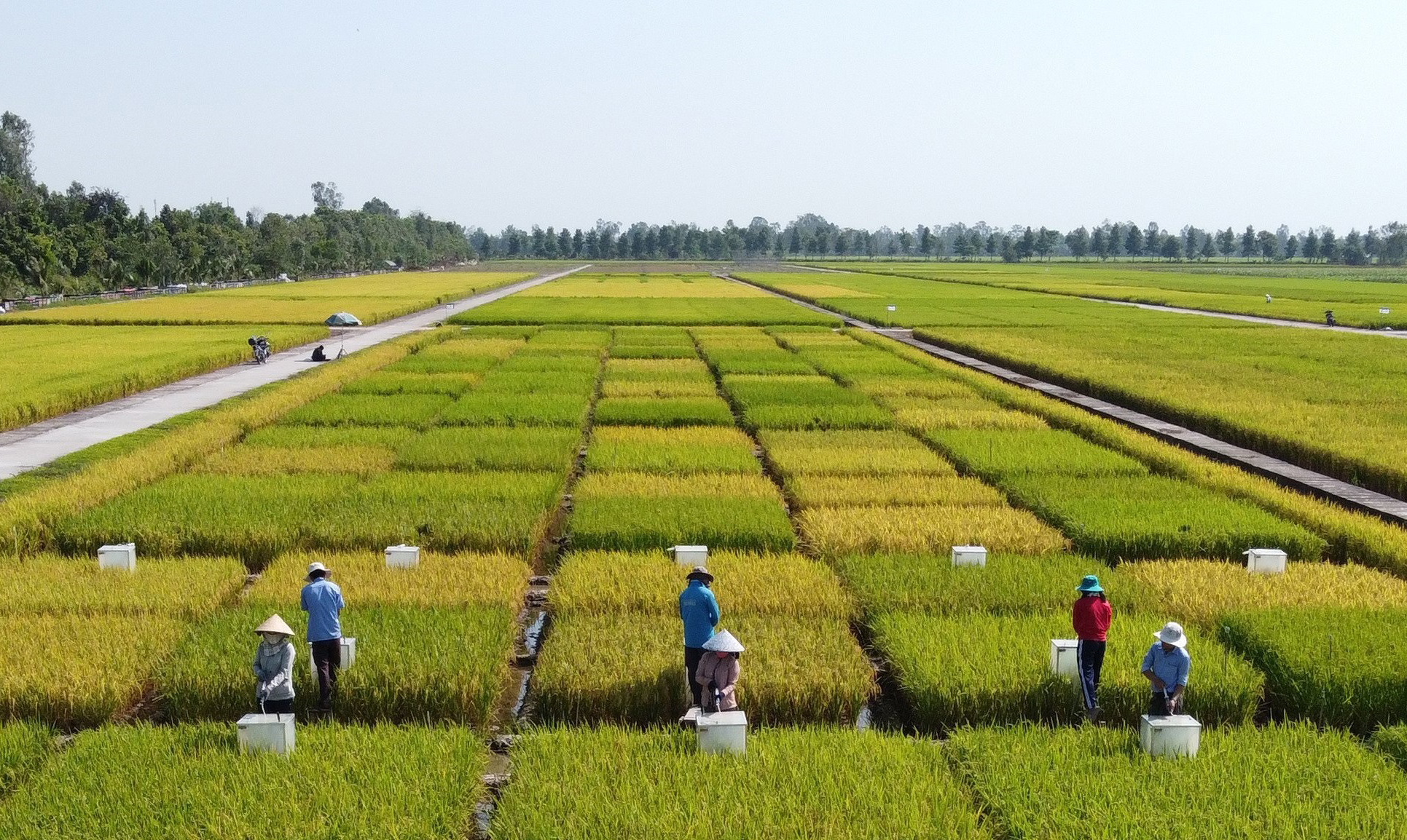 Viet Nam’s Green Rice Revolution: A Game Changer for Farmers and the Environment