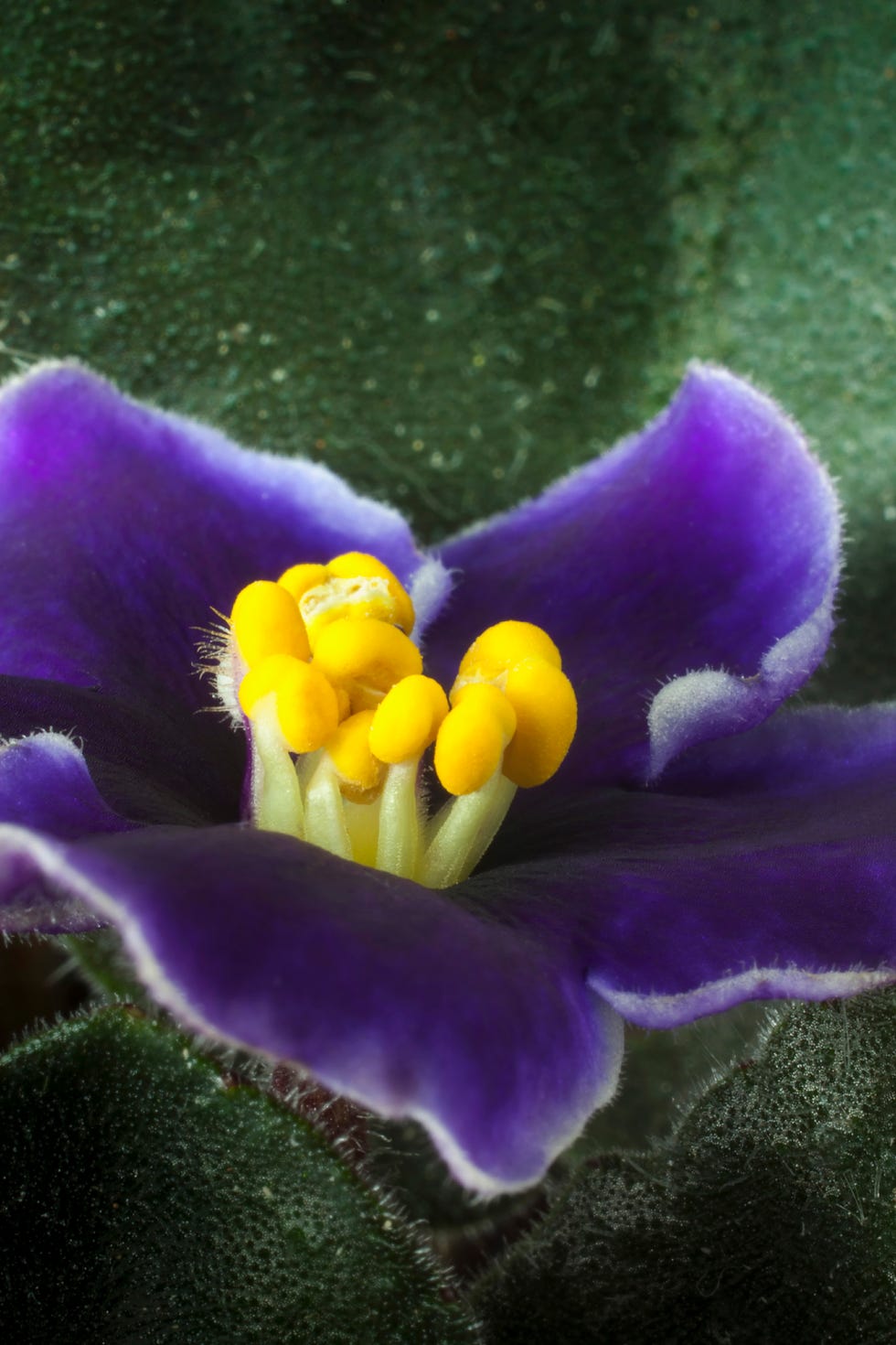 African violet. African violet.
