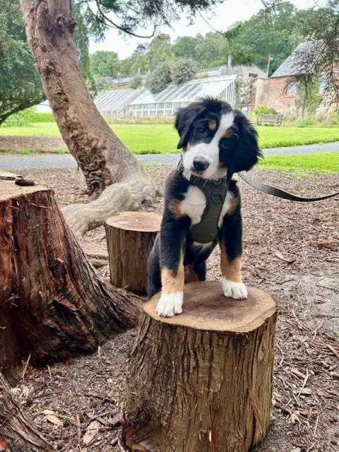 Bobby McCrone A puppy with black, white and brown colouring standing on a tree stump, tilting its head with a house and conservatory in the background