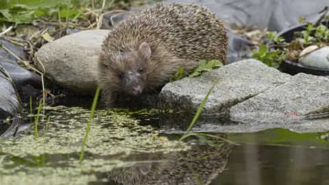 Getty Images A hedgehog is sitting on some rocks, peering over a small pond which has rocks around the outside of it. You can see the hedgehog's reflection in the water.