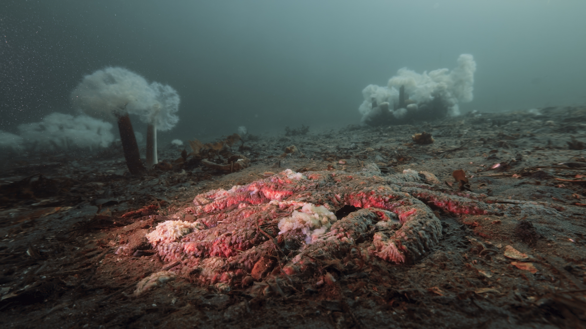 Mystery of why sea stars keep turning into goo finally solved — and it’s not what scientists thought
