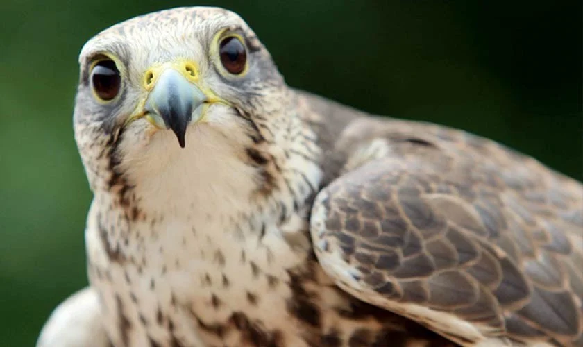 Illegal bird hunting in Punjab to face swift, strict action