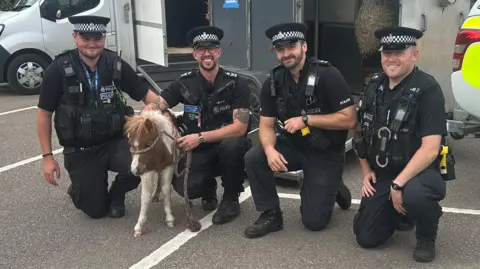 Devon and Cornwall Police A group of 3 police officers pictured holding Lucy the foal. They are stood in front of a horse trailer and next to a police vehicle. There is a large van in the background too.