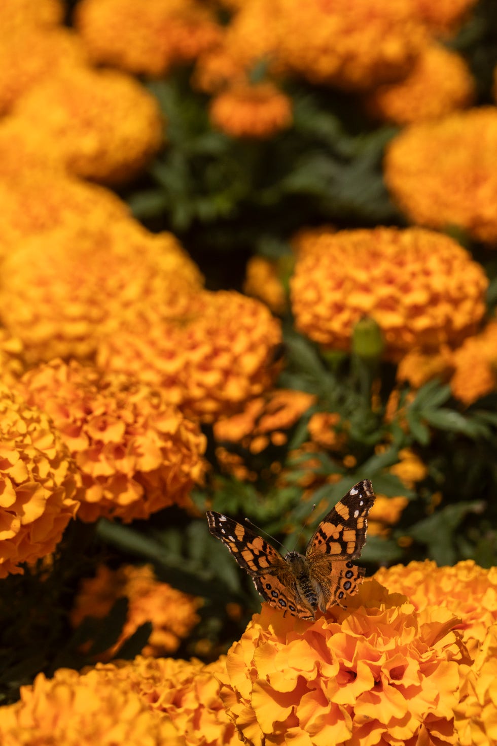 Producers Of Xochimilco Harvest Cempasuchil Flower Ahead The Day Of The Dead Celebration Producers Of Xochimilco Harvest Cempasuchil Flower Ahead The Day Of The Dead Celebration